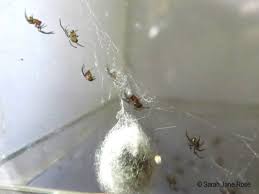 Attēlu rezultāti vaicājumam “Steatoda grossa”