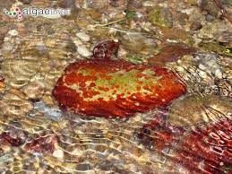 Attēlu rezultāti vaicājumam “Hildenbrandia rivularis”