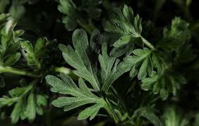 Attēlu rezultāti vaicājumam “Artemisia absinthium”