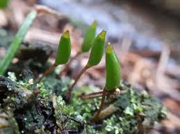 Attēlu rezultāti vaicājumam “Buxbaumia”