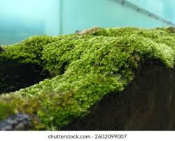 Attēlu rezultāti vaicājumam “Hypnum cupressiforme sporophyte”