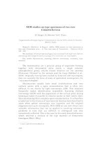 Attēlu rezultāti vaicājumam “Comatricha tenerrima”