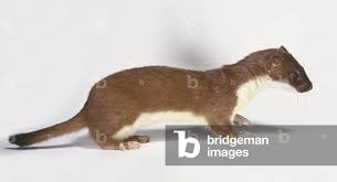 Attēlu rezultāti vaicājumam “Mustela nivalis”