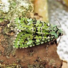 Attēlu rezultāti vaicājumam “Griposia aprilina”