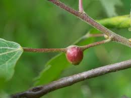 Attēlu rezultāti vaicājumam “Contarinia petioli”