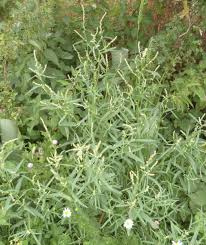 Attēlu rezultāti vaicājumam “Atriplex littoralis leaf”