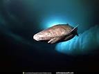 Real Monstrosities: Greenland Shark