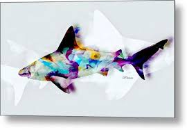 Image result for Chichester Sharks