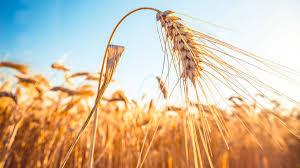 Image result for Weizen