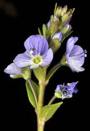 Attēlu rezultāti vaicājumam “Veronica serpyllifolia bud”