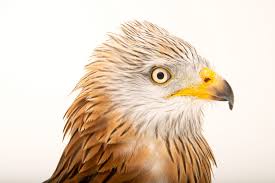 Image result for Milvus milvus