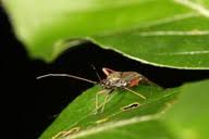 Attēlu rezultāti vaicājumam “Closterotomus biclavatus imago”