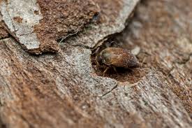 Attēlu rezultāti vaicājumam “Attagenus smirnovi”