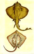 Image result for Rostroraja eglanteria