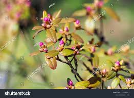Attēlu rezultāti vaicājumam “Rhododendron sichotense flower”