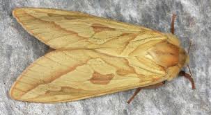 Attēlu rezultāti vaicājumam “Hepialus sylvina female”