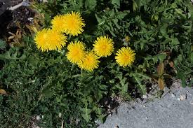 Attēlu rezultāti vaicājumam “Taraxacum officinale aggr.”