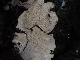 Attēlu rezultāti vaicājumam “Perenniporia subacida”