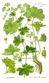Image result for Alchemilla vulgaris