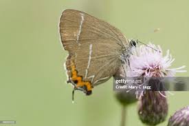 Attēlu rezultāti vaicājumam “Satyrium w-album”