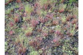 Attēlu rezultāti vaicājumam “Corynephorus canescens flower”