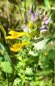 Attēlu rezultāti vaicājumam “Melampyrum nemorosum”