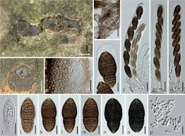 Attēlu rezultāti vaicājumam “Licea castanea sessile”