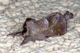 Attēlu rezultāti vaicājumam “Clostera pigra”