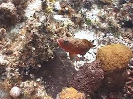 Image result for Epinephelus guttatus