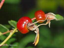 Attēlu rezultāti vaicājumam “Rosa majalis fruit”