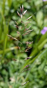 Attēlu rezultāti vaicājumam “Helictotrichon pubescens”