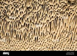 Attēlu rezultāti vaicājumam “Coriolopsis trogii”