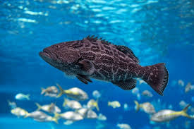 Image result for Mycteroperca bonaci