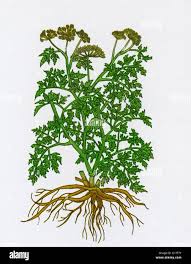 Attēlu rezultāti vaicājumam “Umbelliferae”