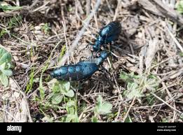 Attēlu rezultāti vaicājumam “Meloe sp.”