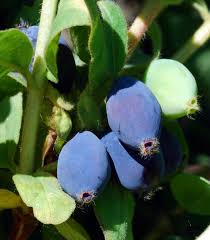 Attēlu rezultāti vaicājumam “Lonicera caerulea var. pallasii”