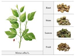 Attēlu rezultāti vaicājumam “Morus alba leaf”