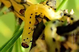 Attēlu rezultāti vaicājumam “Diprion pini”