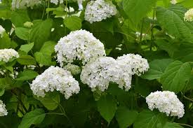 Attēlu rezultāti vaicājumam “Hydrangea arborescens subsp. discolor”