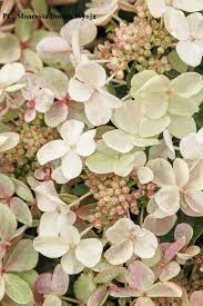 Attēlu rezultāti vaicājumam “Hydrangea arborescens flower”