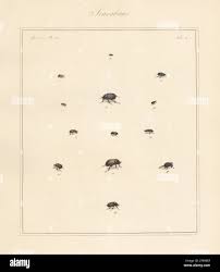 Attēlu rezultāti vaicājumam “Aphodius subterraneus imago”