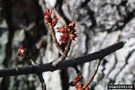 Attēlu rezultāti vaicājumam “Acer saccharinum bud”