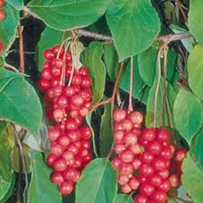 Attēlu rezultāti vaicājumam “Schisandra chinensis”