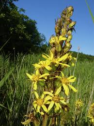 Attēlu rezultāti vaicājumam “Ligularia sibirica flower”