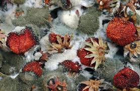 Attēlu rezultāti vaicājumam “Trichia botrytis var. cerifera stalked”