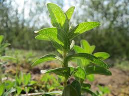 Attēlu rezultāti vaicājumam “Hypericum perforatum leaf”