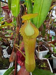 Attēlu rezultāti vaicājumam “Edwardsiana geometrica”