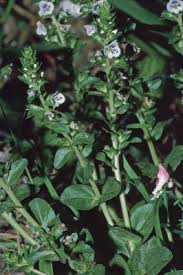 Attēlu rezultāti vaicājumam “Veronica serpyllifolia”