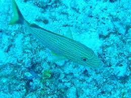 Image result for Haemulon sciurus