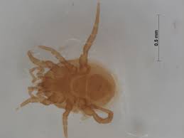 Attēlu rezultāti vaicājumam “Acari”